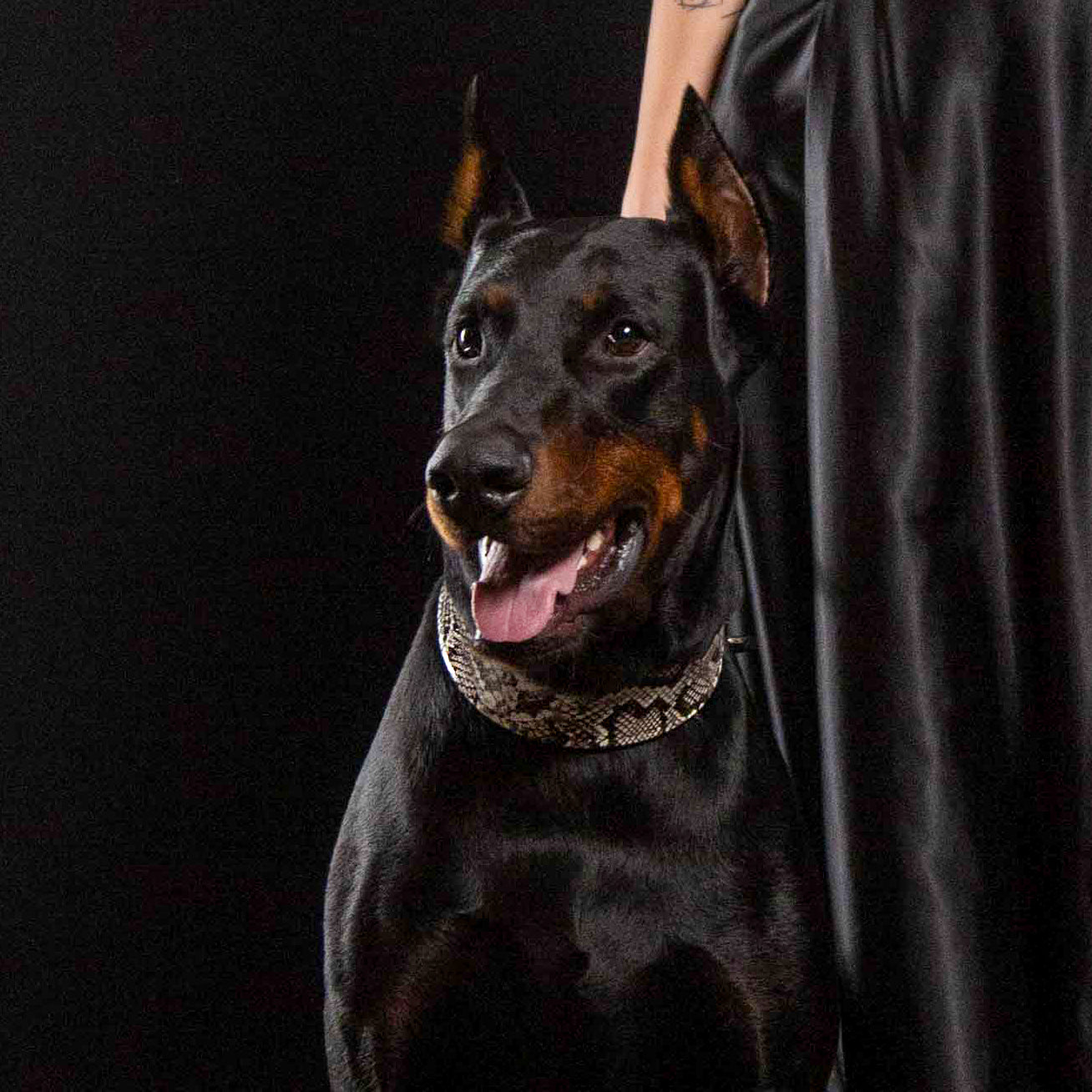 Luxury Rock Python Dog Collar - Python-Print Leather, Orthopedic Cushion - Handmade EU