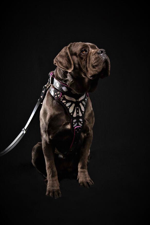 Luxury Ariel Dog Harness - Mermaid Glitter Leather with Soft Padding