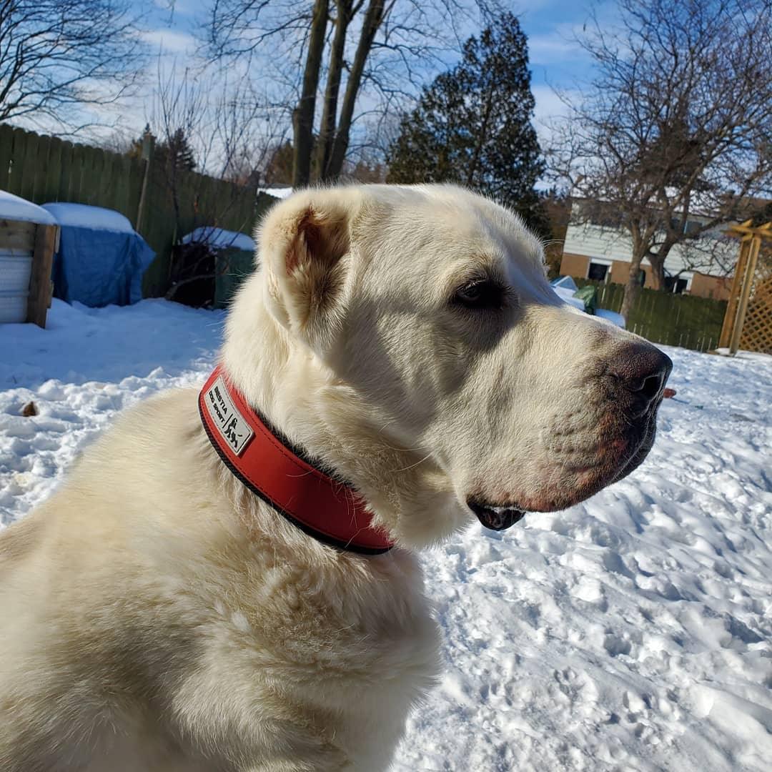 BESTIA Ultra Heavy Duty Sport Dog Collar - 2" Wide Matt Red - Stainless Steel Hardware