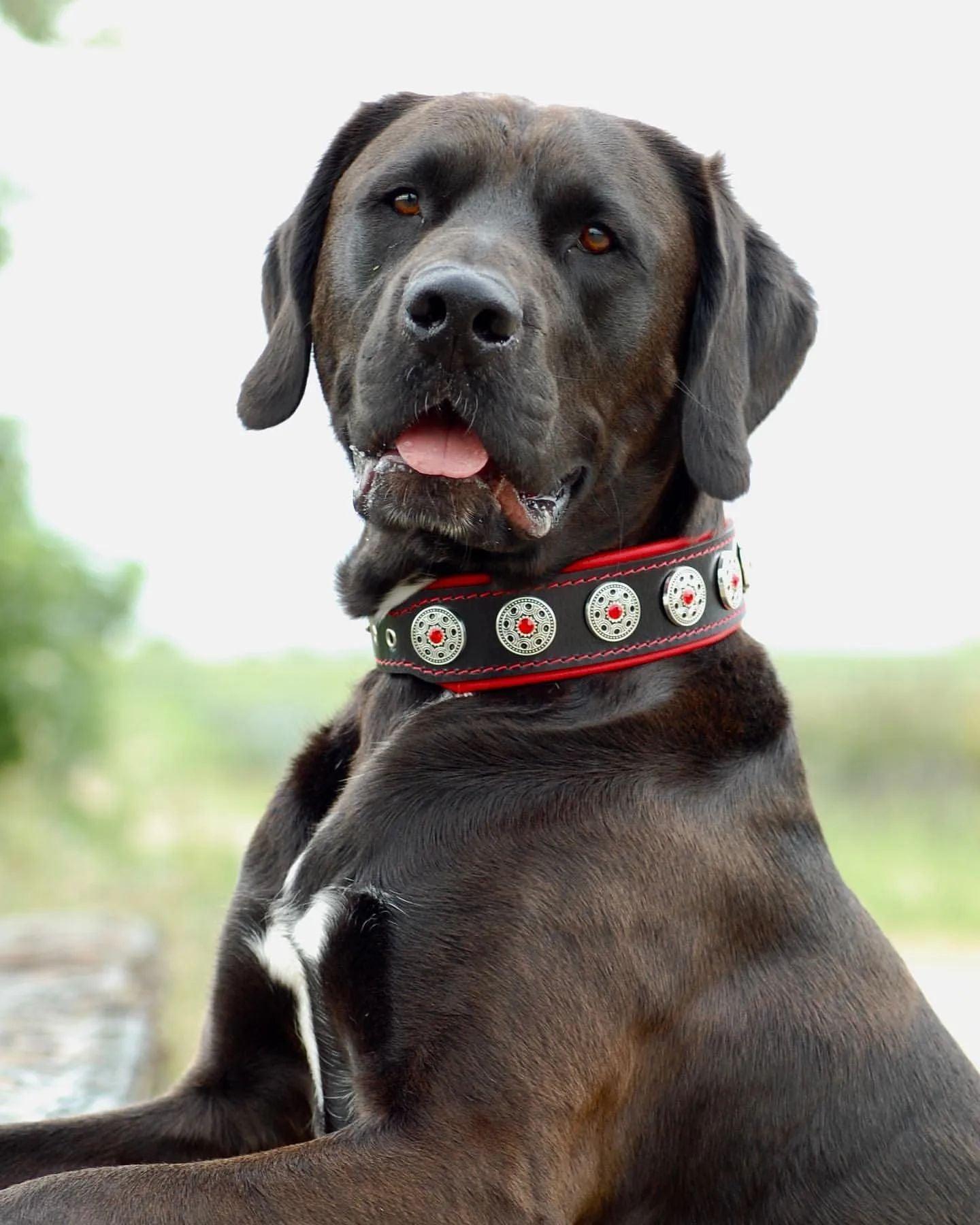 Luxury Bijou Dog Collar - 5cm Genuine Leather with Red Rhinestones - Black & Red