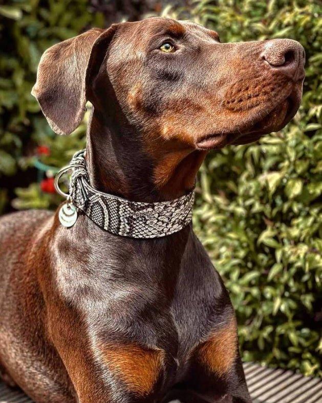 Luxury Rock Python Dog Collar - Python-Print Leather, Orthopedic Cushion - Handmade EU